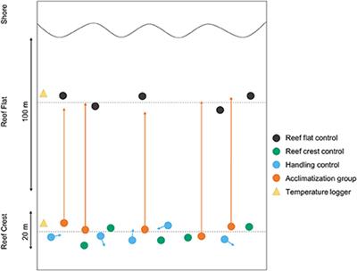 In situ Response of Tropical Coralline Algae to a Novel Thermal Regime